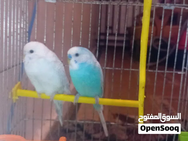 عصافير حب للبيع