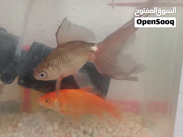 اسماء زينه