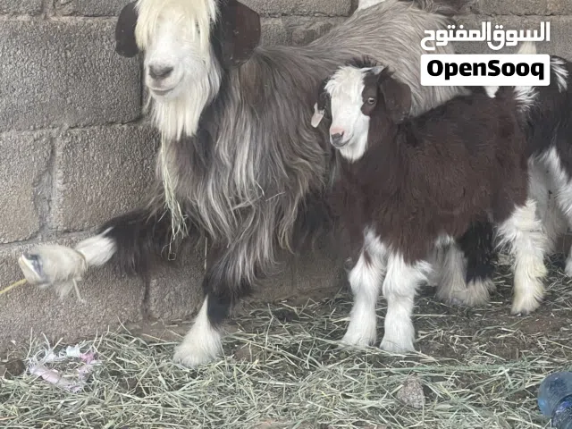 هوش رحبيات تحتهن موليد سعر ف الوصف
