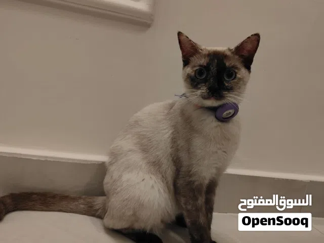 قطة سيامي