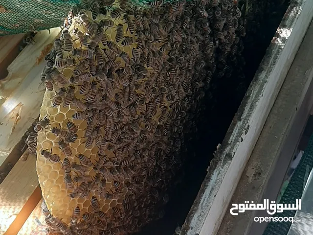 تحطيم الاسعار خلايا نحل عماني نشط جمّاع للعسل وحاضن بنفس الوقت وهادئ لا توجد به شراسه