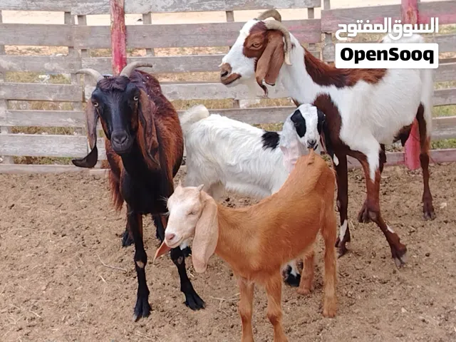 زوز معزات فراديات تحتهم جدي واعناق سنهم أول جمع الفر موضح في الصور المكان صبراتة يوجد توصيل حسب المك