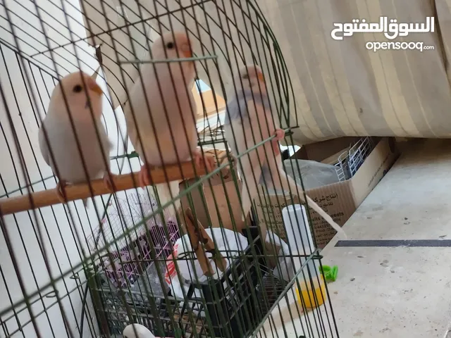 جوزين عصافير شباب فواتح على وش شغل