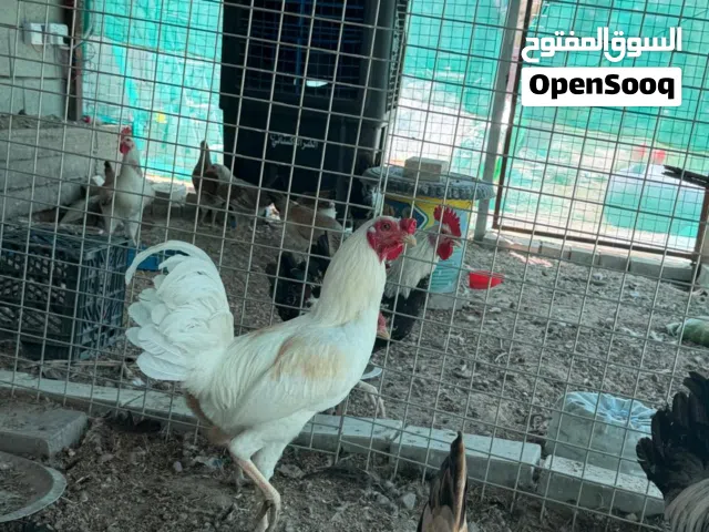 ديوك للبيع هراتي ودندراوي سيافي وماكنتوش افرك