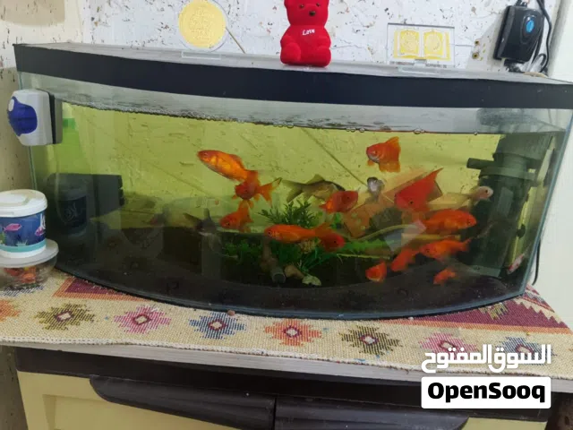 80 سمك ك حوض 80سم مع الأسماك والاكل كامل تلفون 07911671 حوض كامل. 80سم