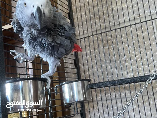 ببغاء افريقي عمره سنه يتكلم