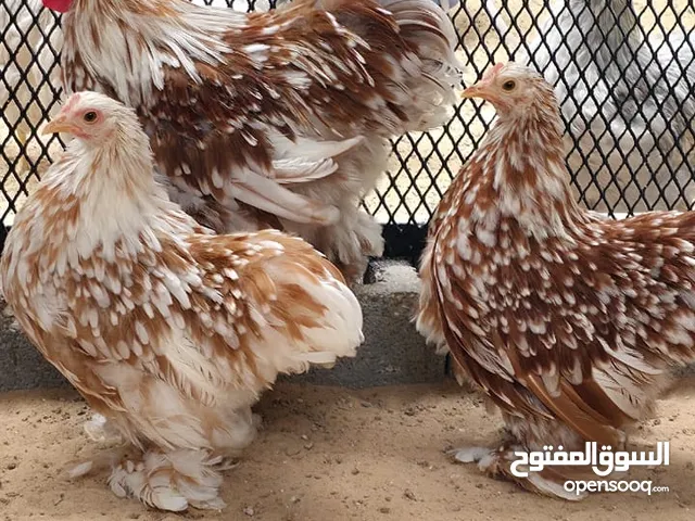 للبيع عدد 9 دجاج كوشن