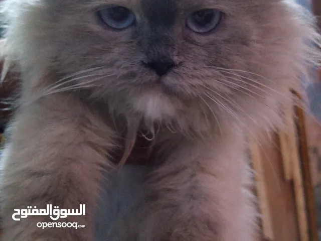 بزونه شيرازية ناعمة ومرتبة، أليفة وحبابة، للبيع بـ15 فقط، للتواصل خاص.