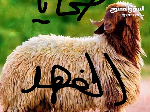 اضاحي للبيع