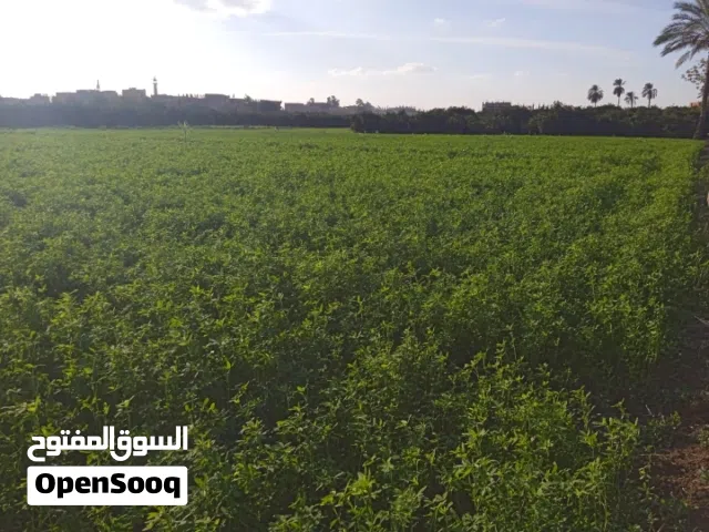 Farm Land for Sale in Sharqia Minya al-Qamh