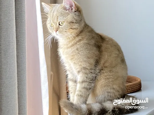 قطة للتبني