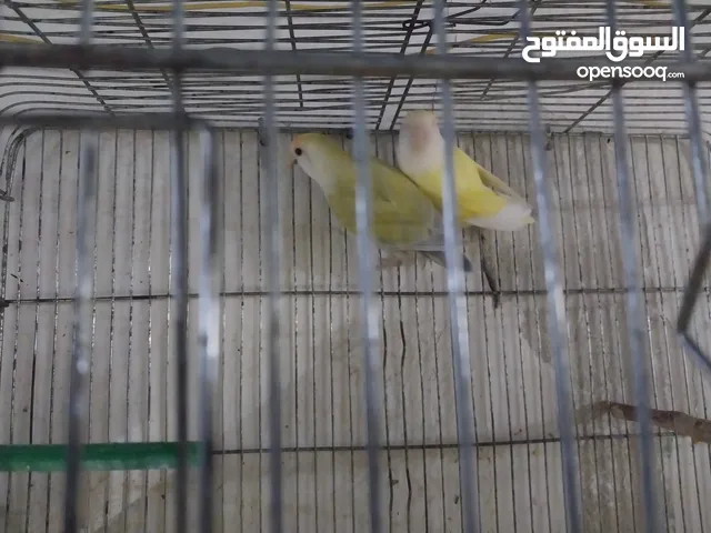 جوز روز شغال للبيع اااااااااااااااااااااااااااااااااااااااااااااااااااااااااااااااااا