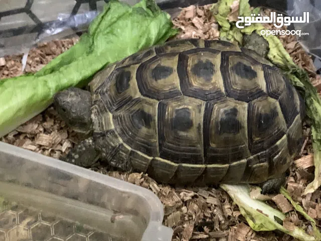 سلحفاة برية