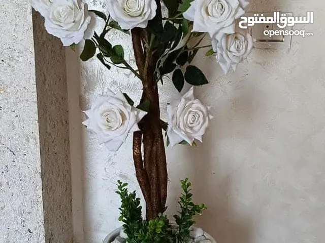 Vente Plantes ďintérieur tunisie en ligne gros détail