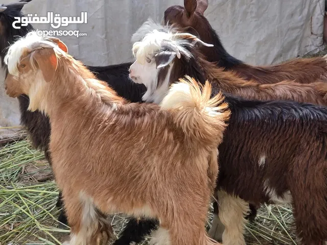 للبيع جدايا شتويات كبار سمان فول ماشاء الله ذبايح