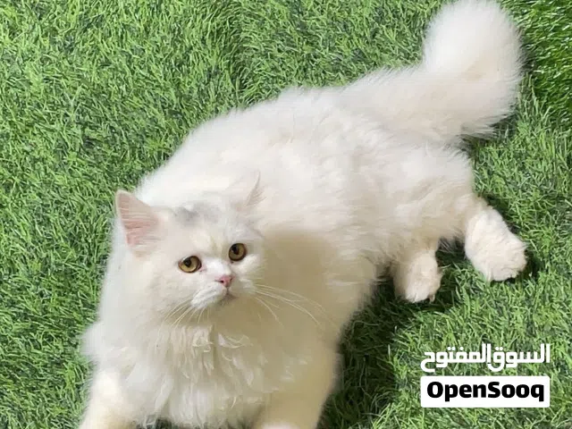 قط شيرازي صغير