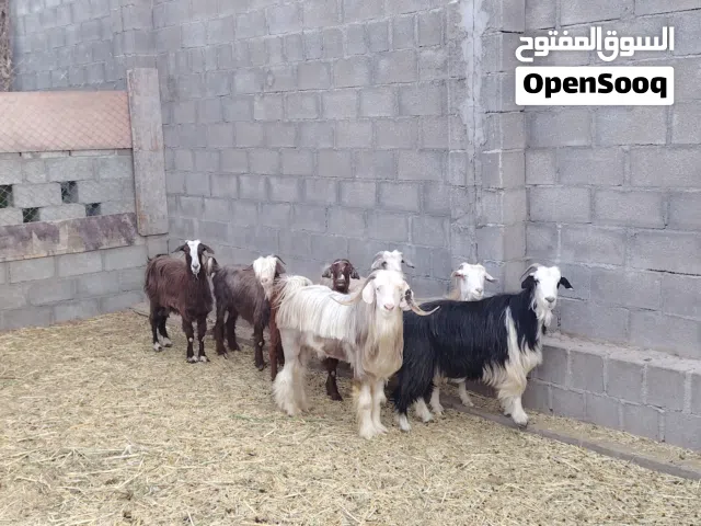 للبيع حلال طيب