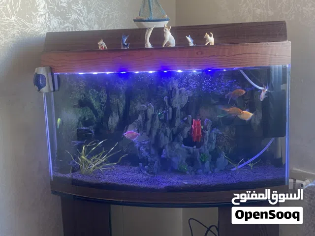 حوض سمك كبير