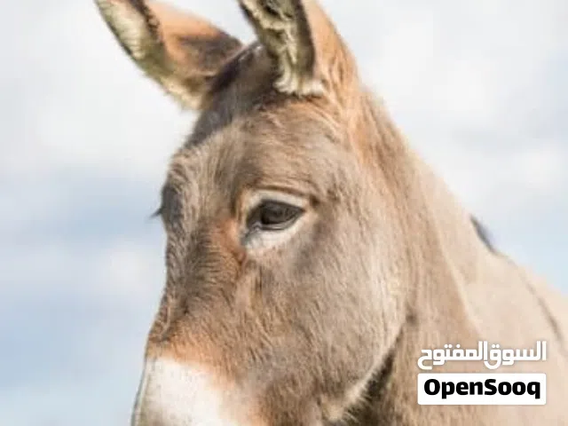 حمارة معشره للبيع
