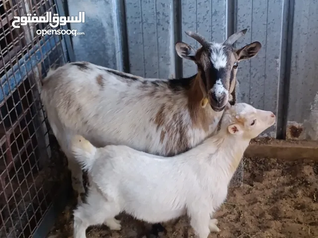 كوبية ماعز للبيع