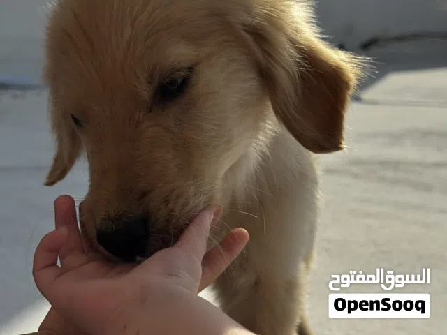 Golden Retriever Puppy Looking for a Loving Family