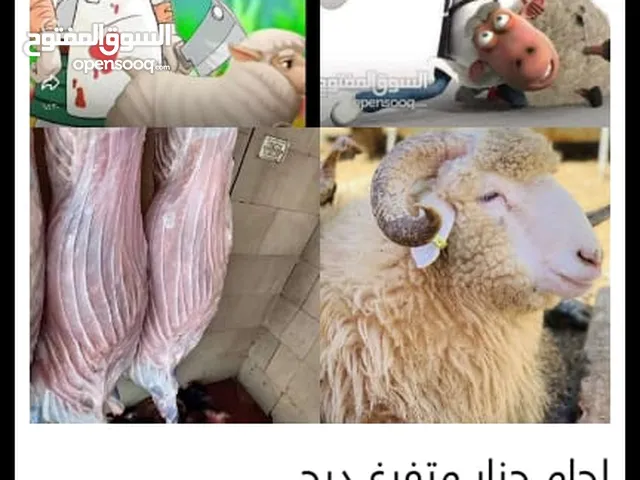 لحام جزار متفرغ دبح جميع أنواع الأضاحي في المنازل في الزرقاء