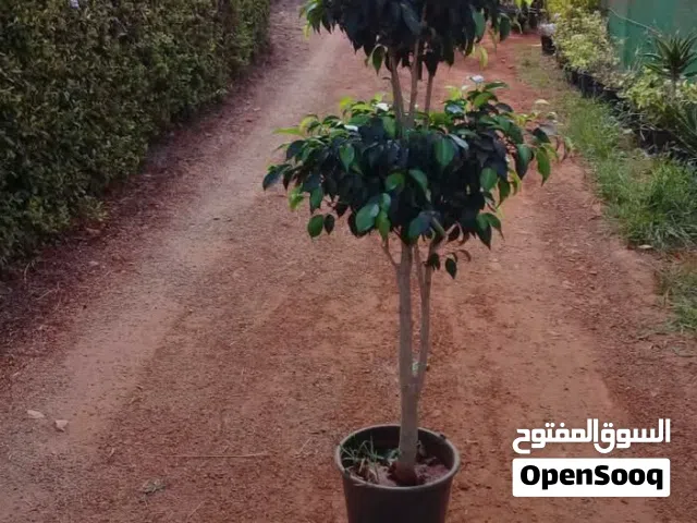 الأشجار و أزهار