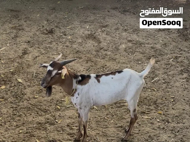 تيس اثيوبي حجم الصغير ب 40 ريال