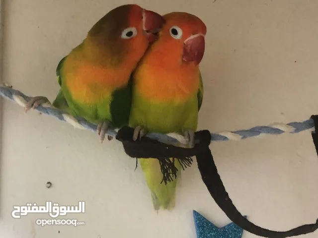 Two hand tamed love birds and two hand tamed cocktails for sale