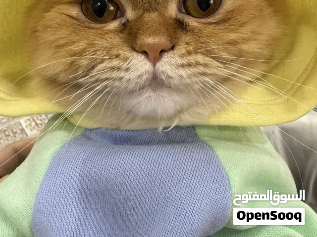 قط للتبني مطعم ومعقم