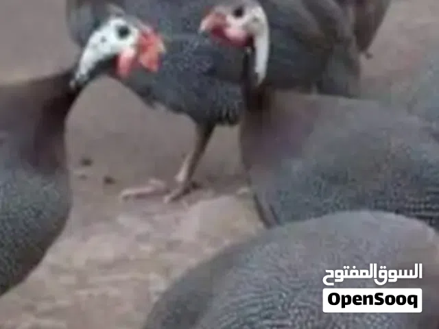 دجاج حبشي  بياض العدد 5