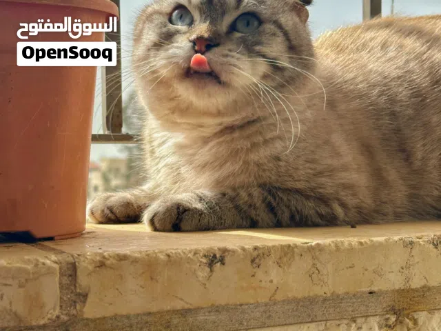 سكوتش ذكر مش معقم عمره 13 شهر