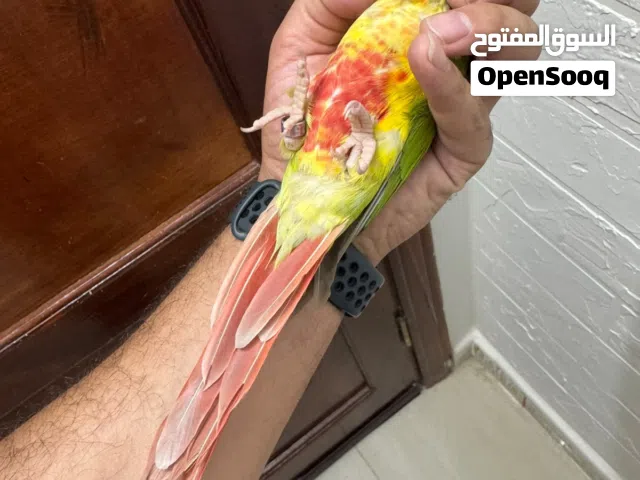 طيرة جرين شيك حجم ضخم لون مميز جدا جدا مفحوصة DNA غير أليفة