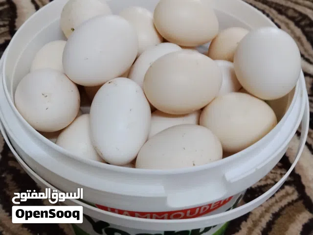 بيض بلدي مخصب للبيع