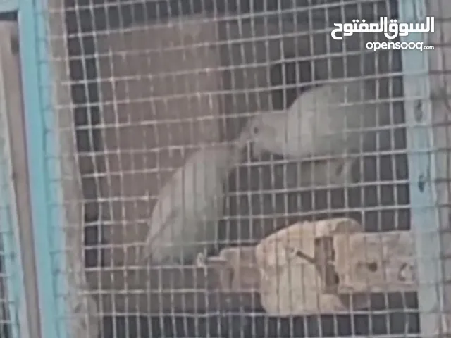 كروان فيشر