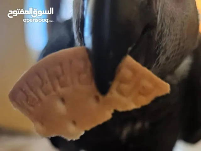 ببغاء الكاسكو الافريقي المتكلم افصح ببغاء بالعالم