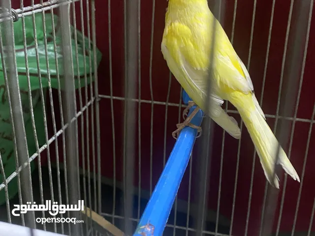 فحلً كناري نار بصفر تصفير للبيع او للبدل ًً