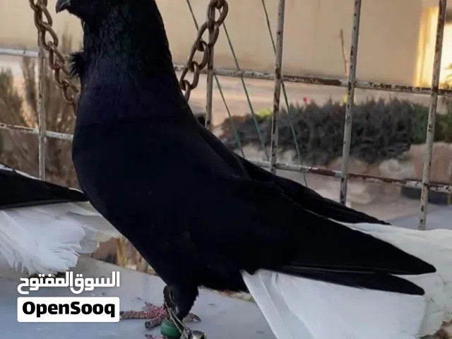 ارنبة يمكن معشرة حجم كبير 7دنانير