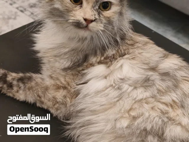 قطة للتبني في الخبر
