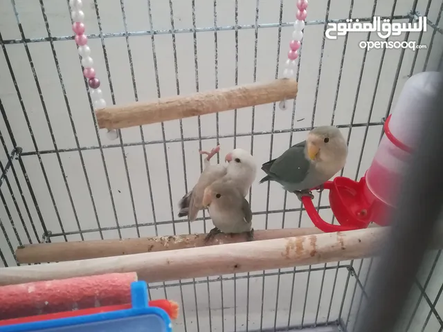 ببغاء روز البيع مع قفص صغير الله يبارك لصاحب النصيب ما شاء الله عليه ثلاث حبات عمر اربع شهور تقريبا