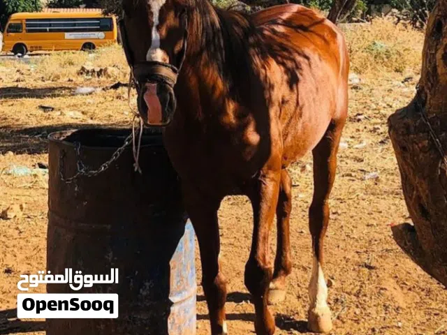 حصان العمر خمس سنوات صاغ سلم كفاله عمل وركوب