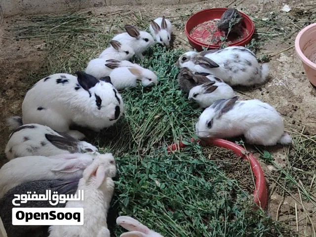 ارانب تهحين حجحم متوسط وصغير