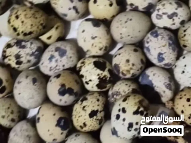 بيض سمان تاكسس