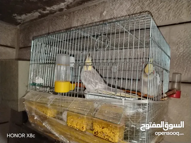 كوكتيل للبيع