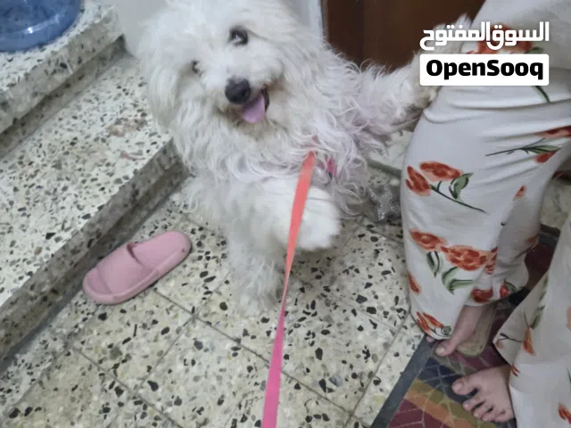 كلب مالتيبو ذكر غير مخصي