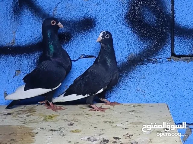 شوامل بسود