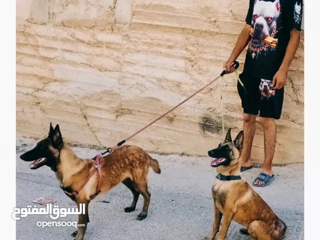 كلاب مالينو جوز عمر اربع شهور وكم يوم
