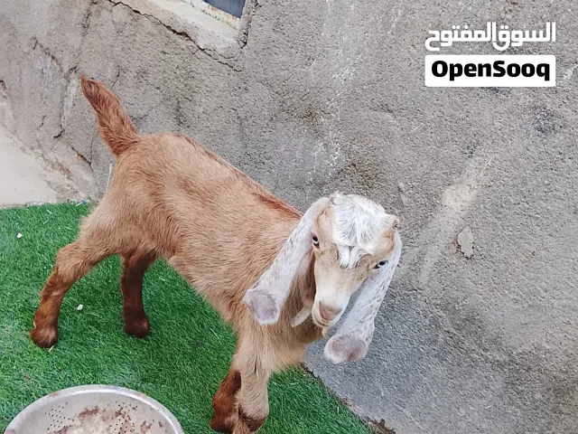 صخله نثيه شاميه حلوه مالت بيت مناسبه اقرء الوصف وخابر