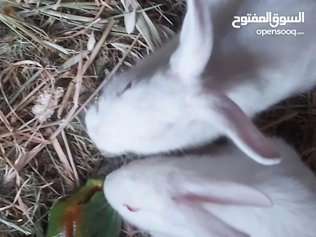 ارنب فرنسي