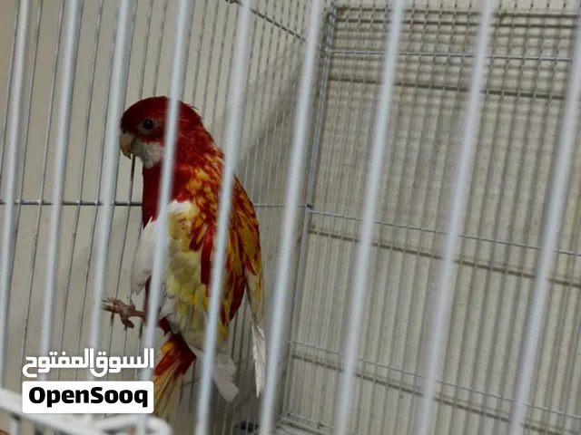 طير روزيلا ذكر